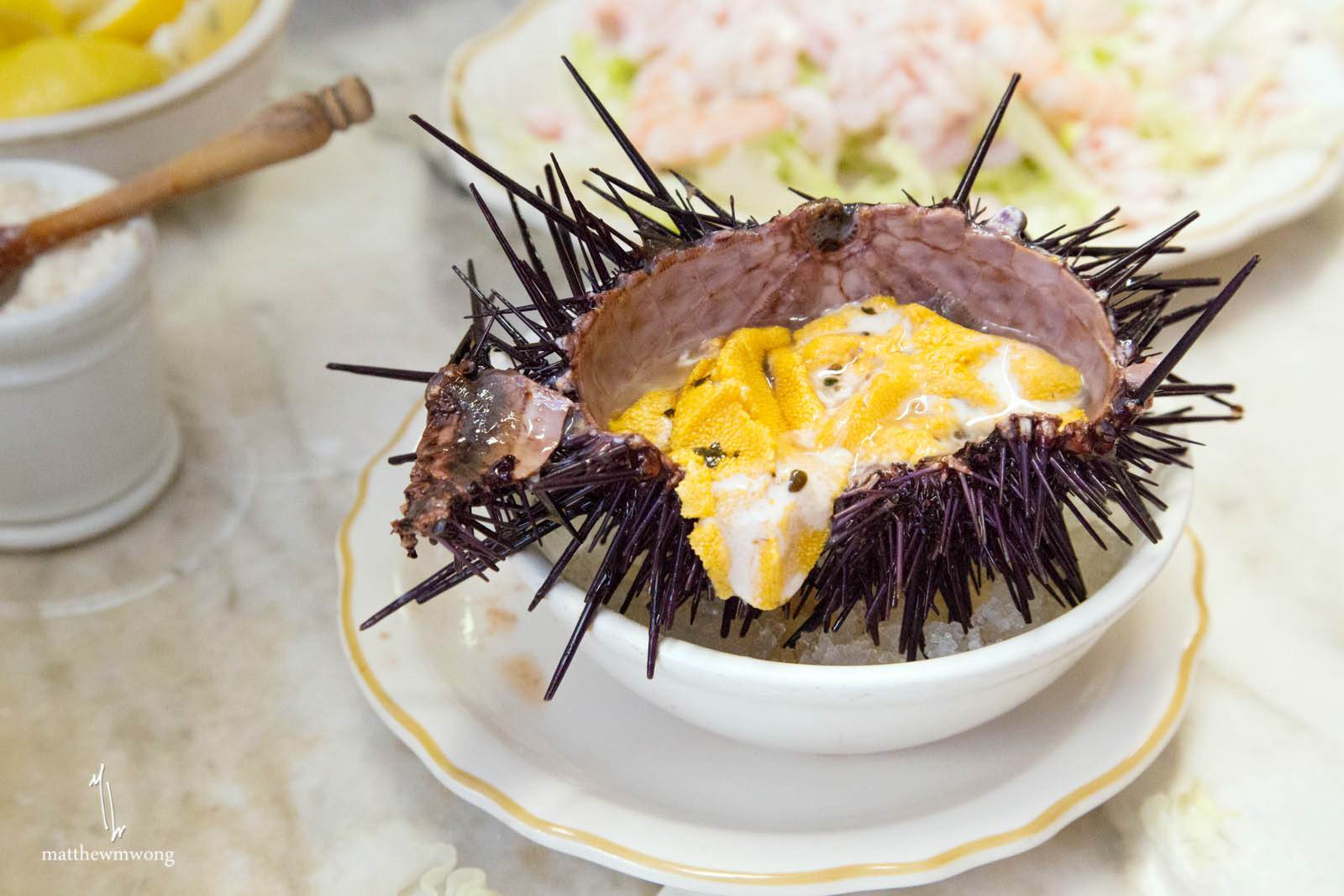 Sea Urchin